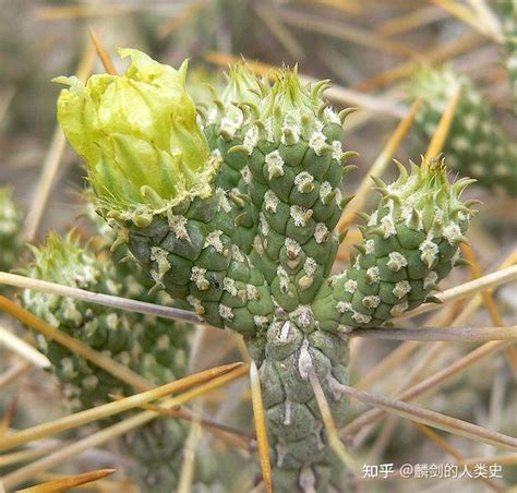 八卦癀仙人掌|仙人掌（仙人掌科仙人掌属植物）